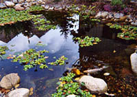 Goldfish and Koi Ponds