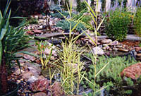 Pondless Streams